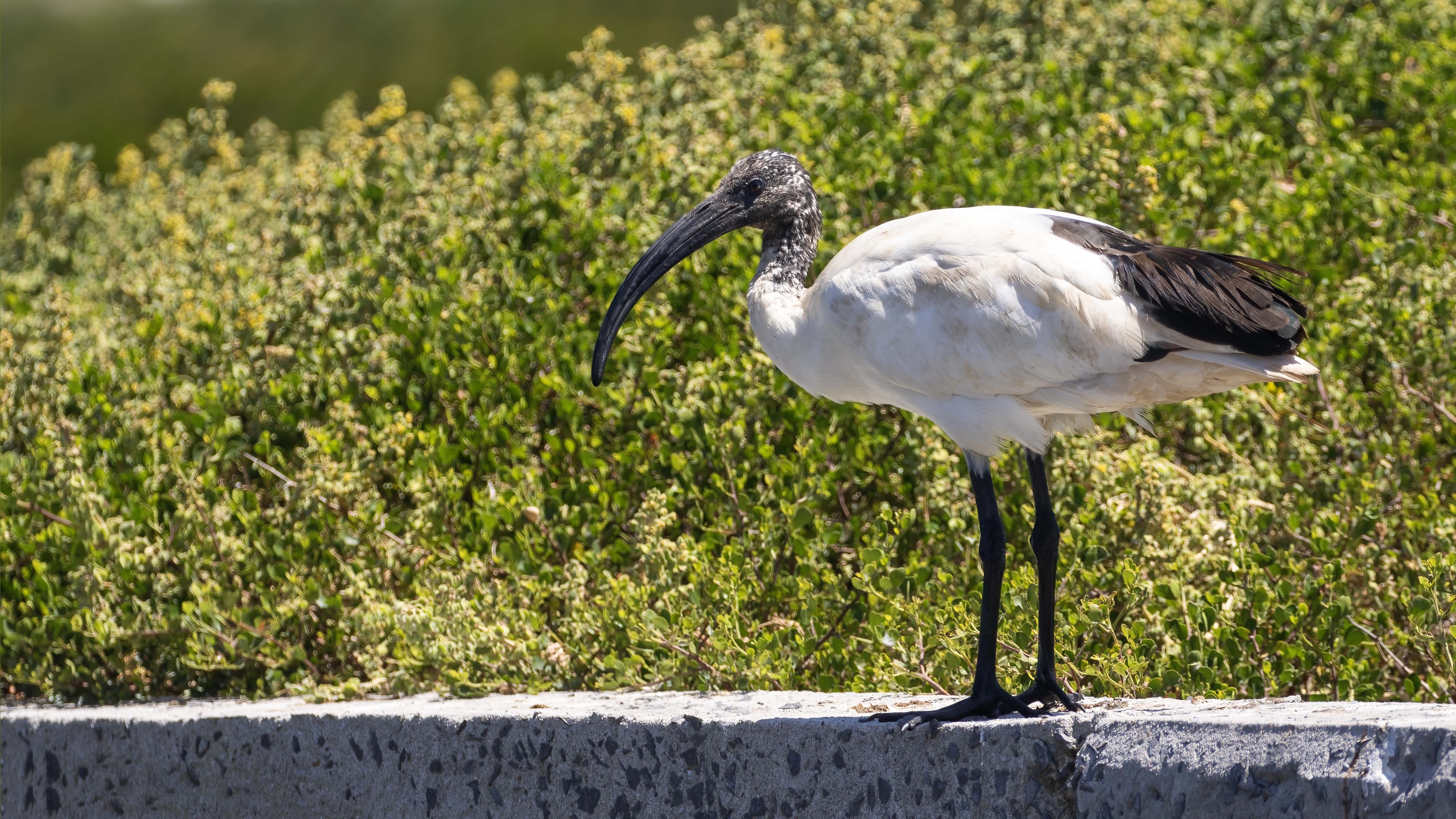 African Sacred Ibis